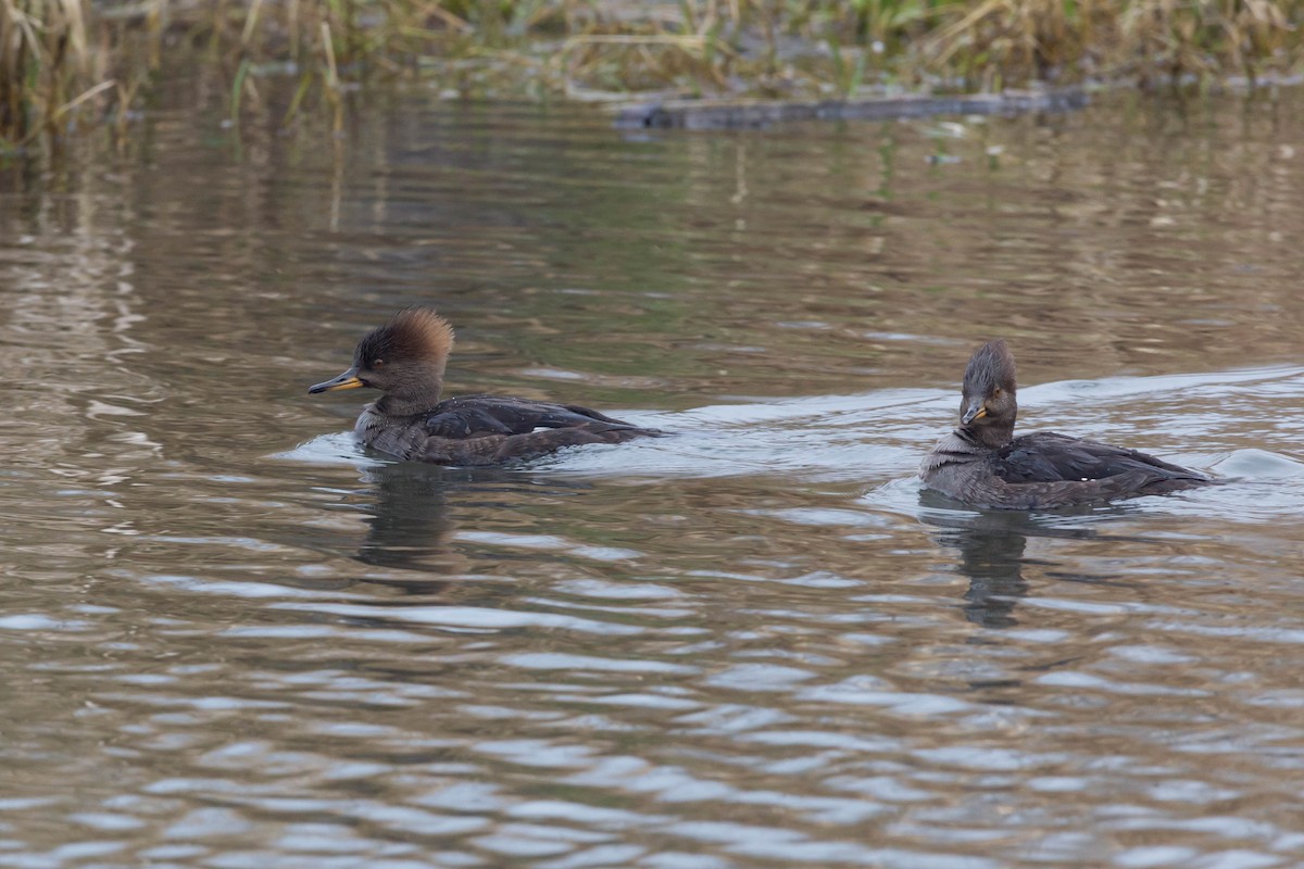 Hooded Merganser - Jason Taylor