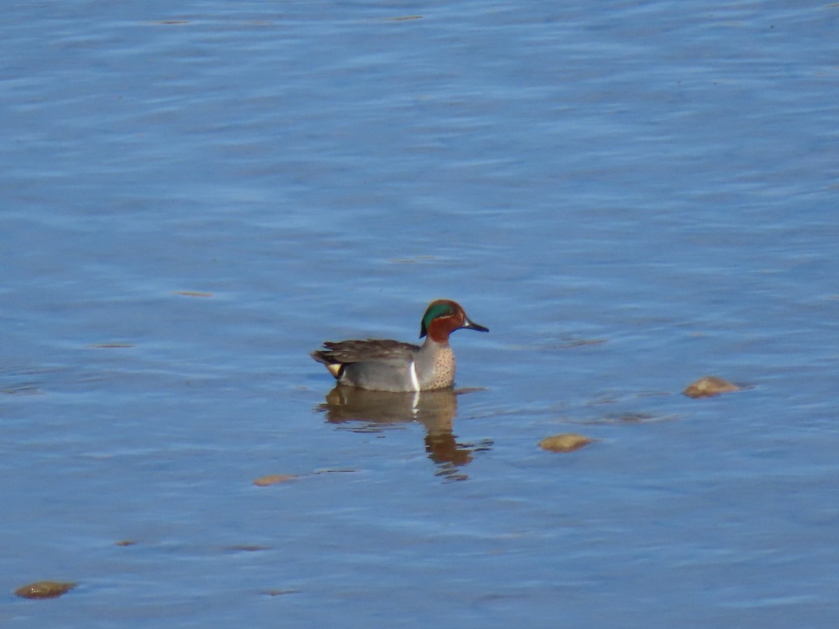 Ногоохон нугас - ML212474161