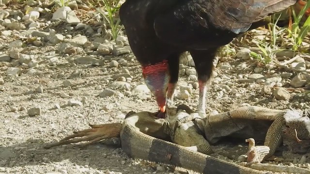 Lesser Yellow-headed Vulture - ML212474641