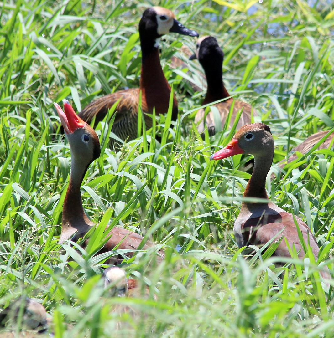 Black-bellied Whistling-Duck - ML212475901