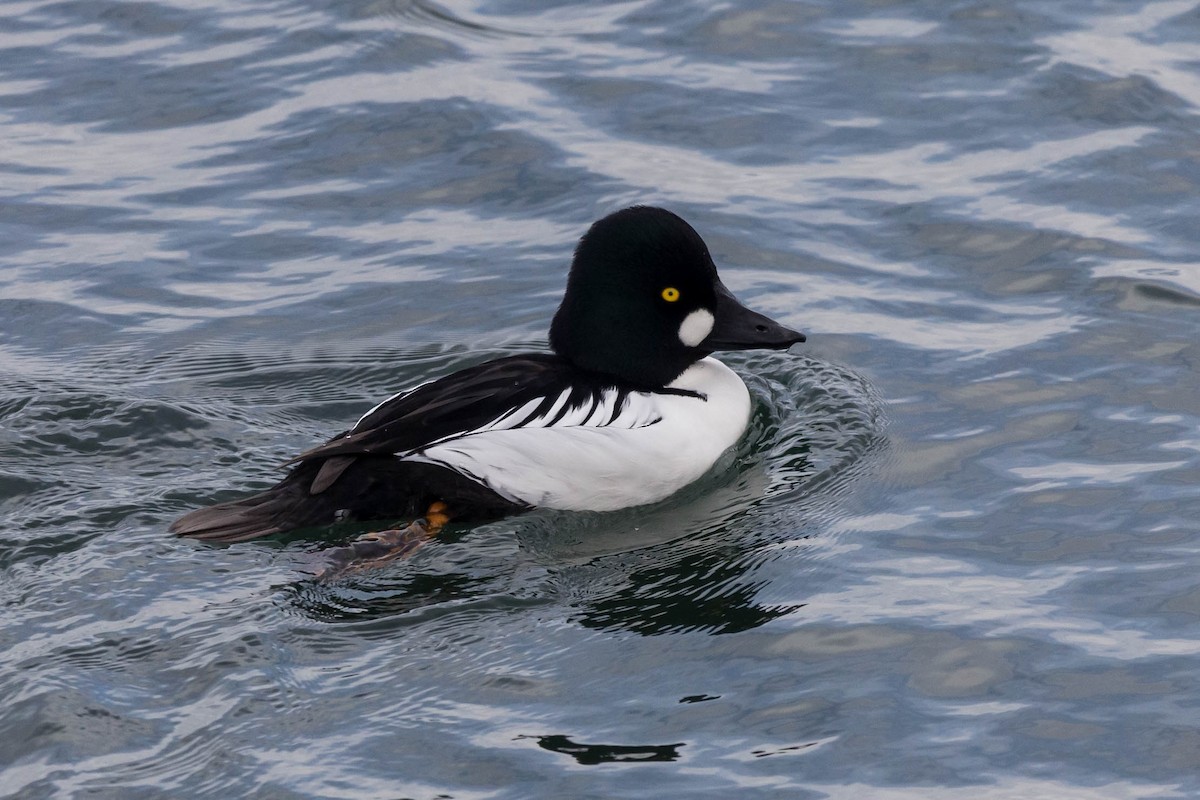 Common Goldeneye - Jason Taylor