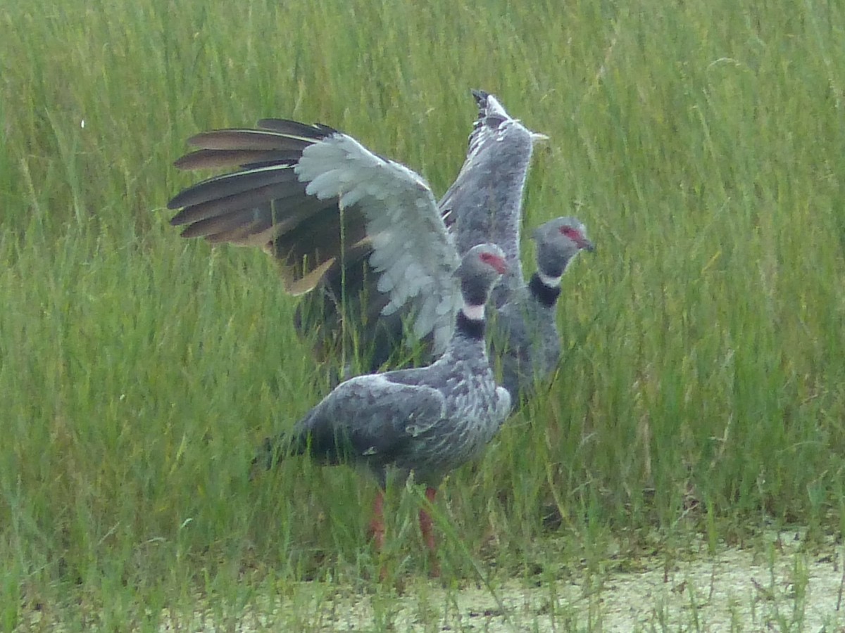 Southern Screamer - ML212477291