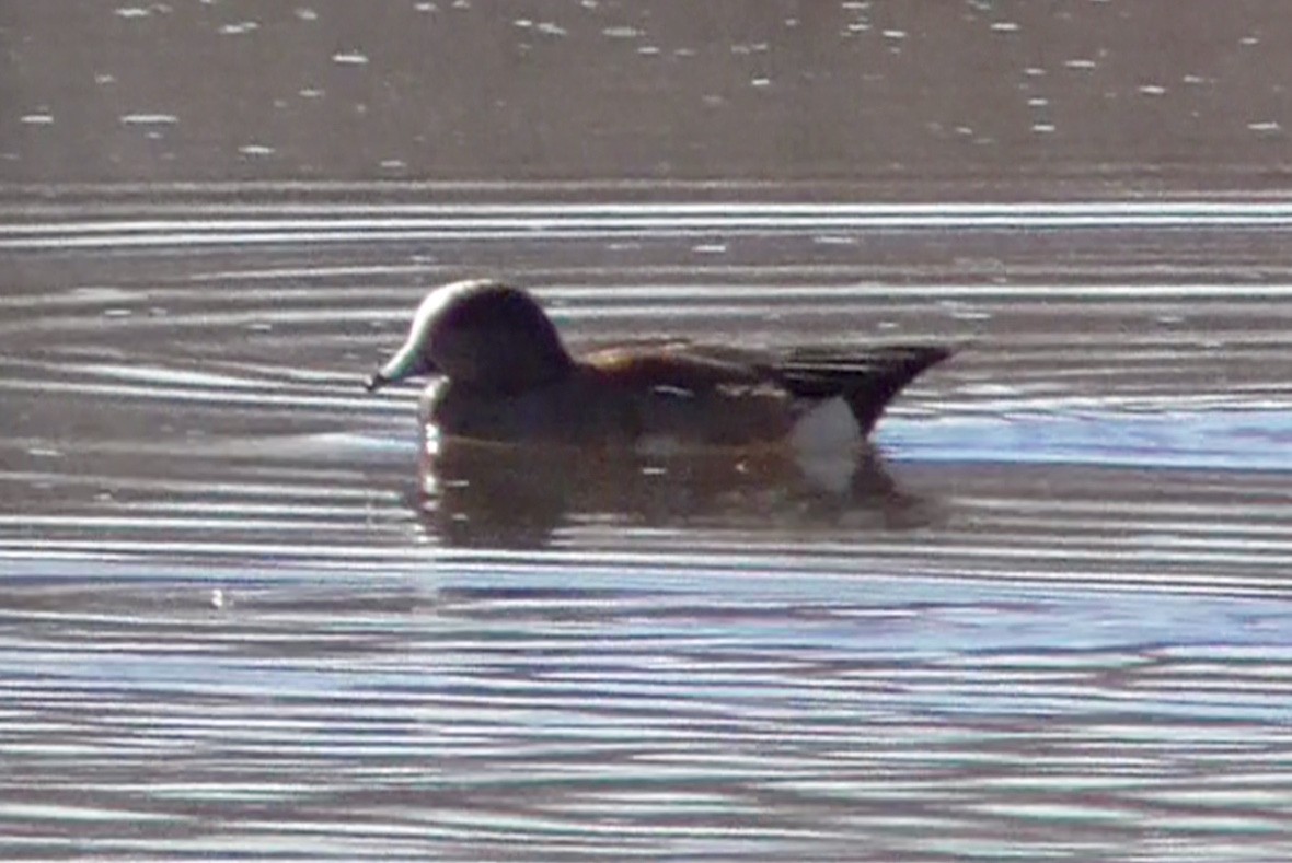 American Wigeon - Bernard Morris