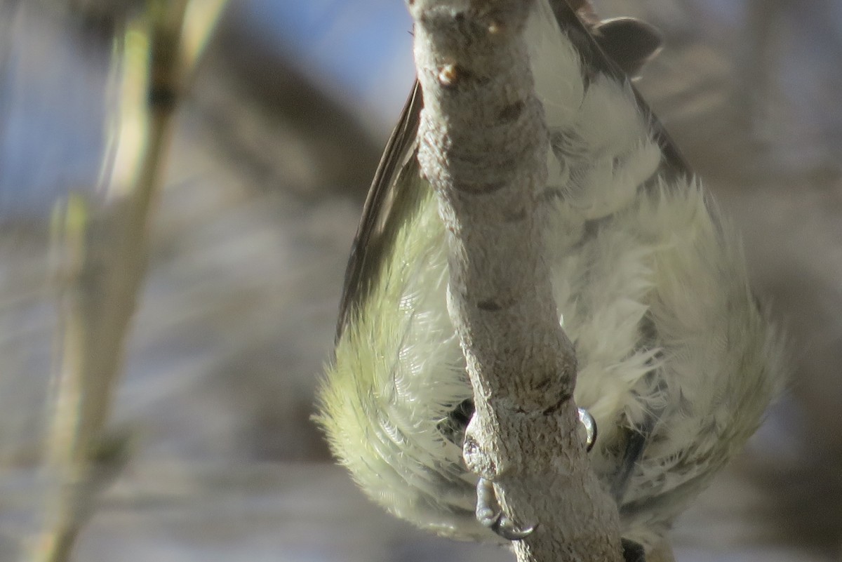 Cassin's Vireo - ML21247791