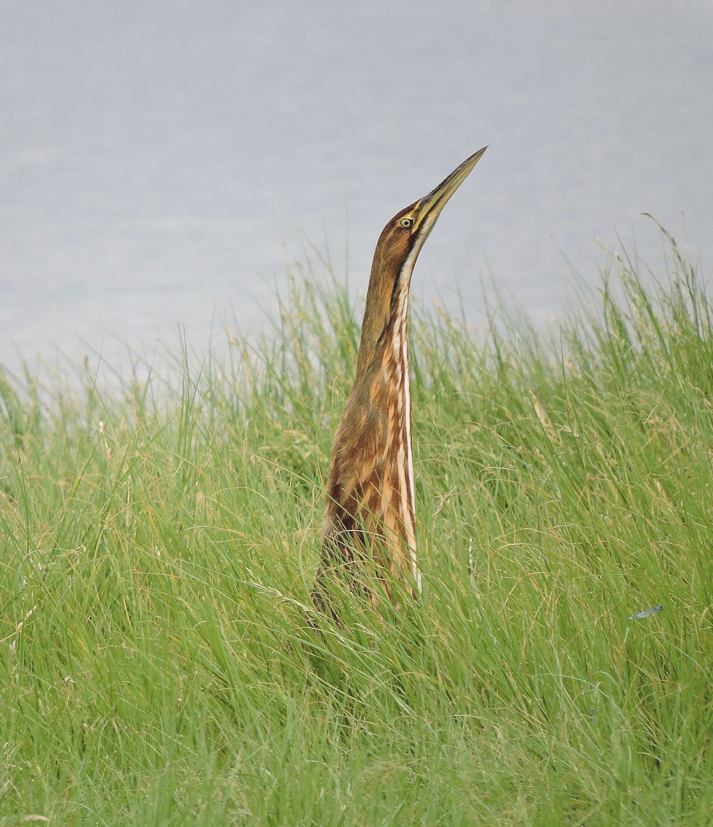 American Bittern - ML212477931