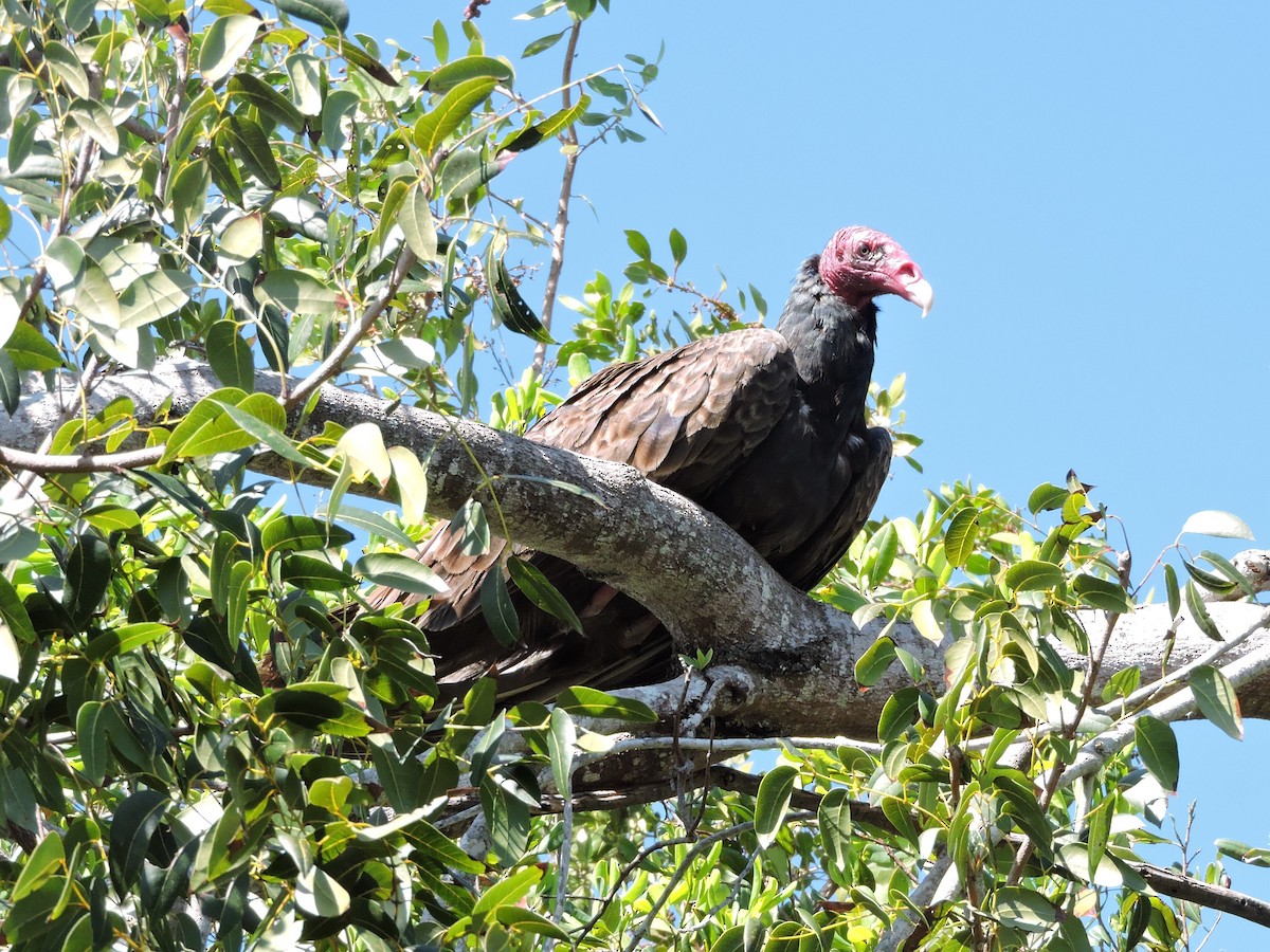 Turkey Vulture - ML212478721