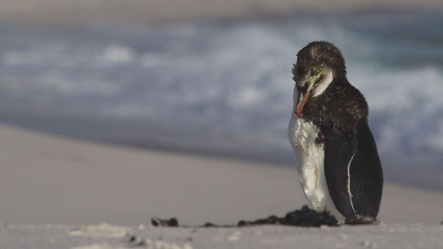 ロイヤルペンギン - ML212478881