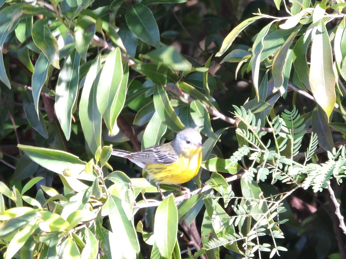 Magnolia Warbler - ML212479161