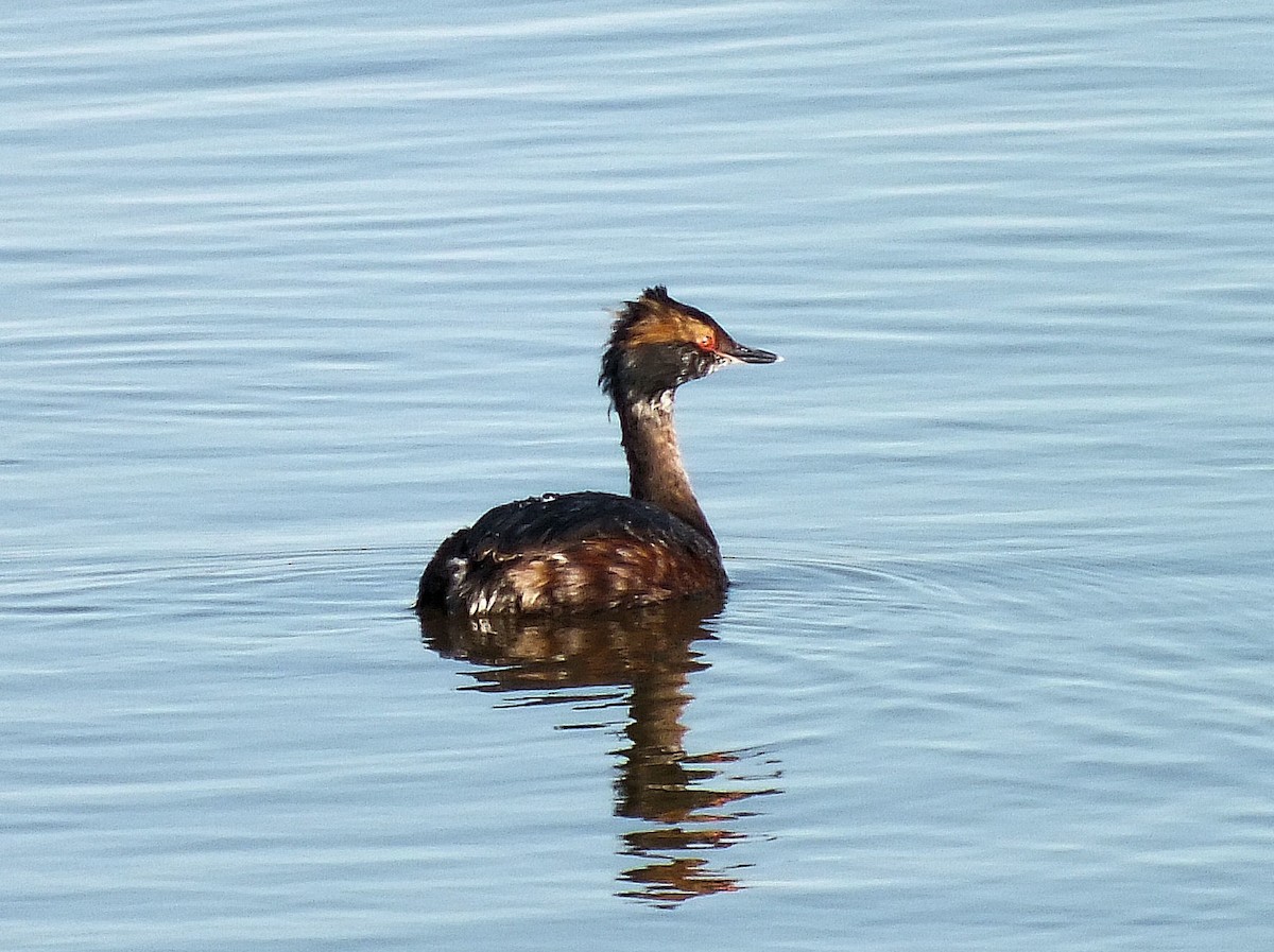 Horned Grebe - ML212479711