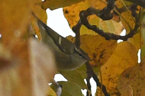 Yellow-browed Warbler - ML212479991