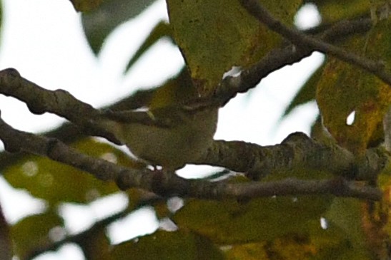 Yellow-browed Warbler - ML212480001