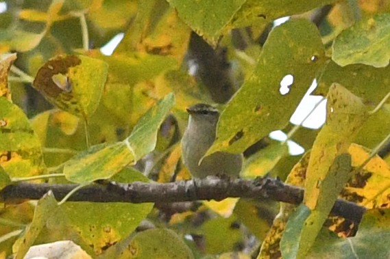 Yellow-browed Warbler - ML212480021