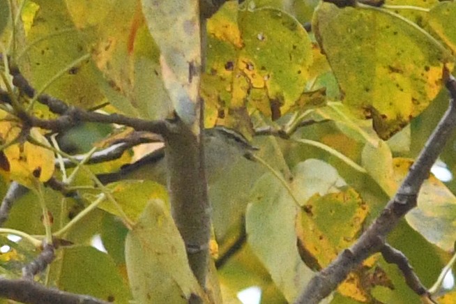 Yellow-browed Warbler - ML212480031