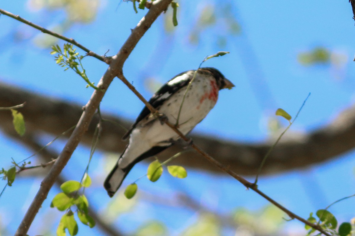 Rose-breasted Grosbeak - ML212480071