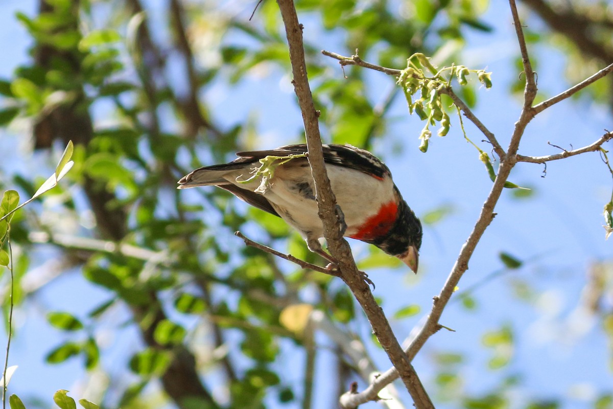 Cardinal à poitrine rose - ML212480141