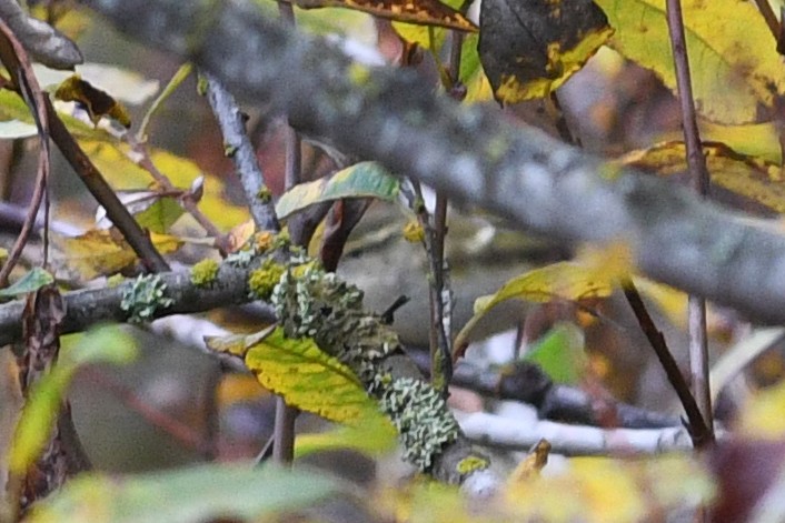 Yellow-browed Warbler - ML212480221