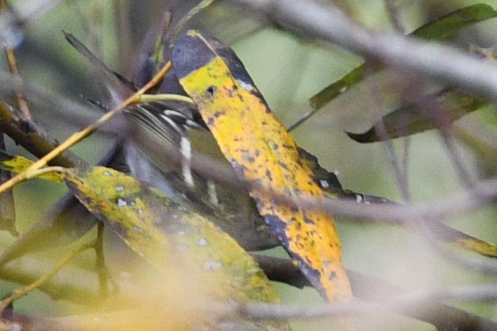 Yellow-browed Warbler - ML212480251