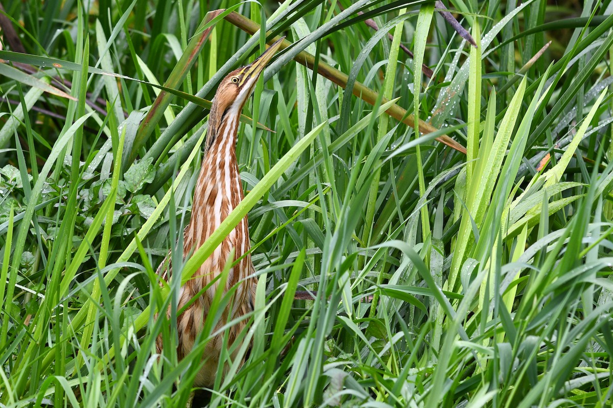 American Bittern - David M. Bell