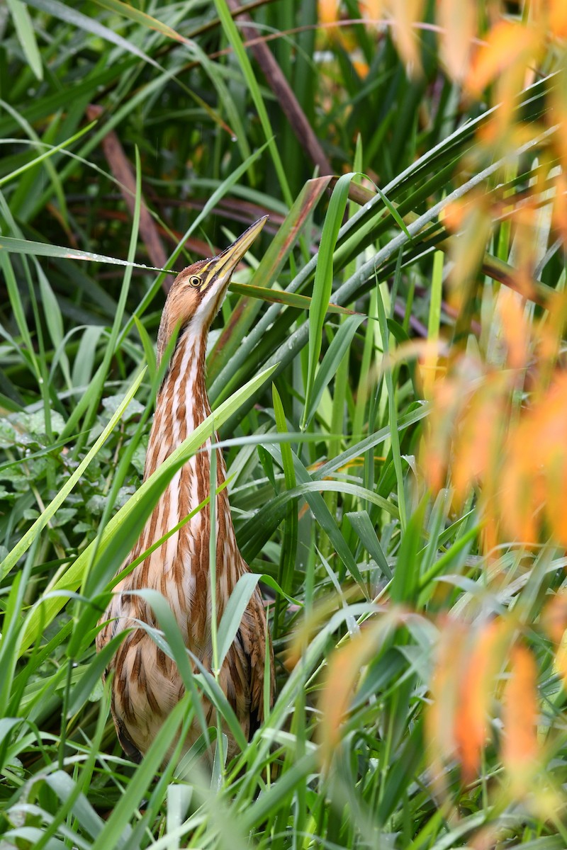 American Bittern - David M. Bell