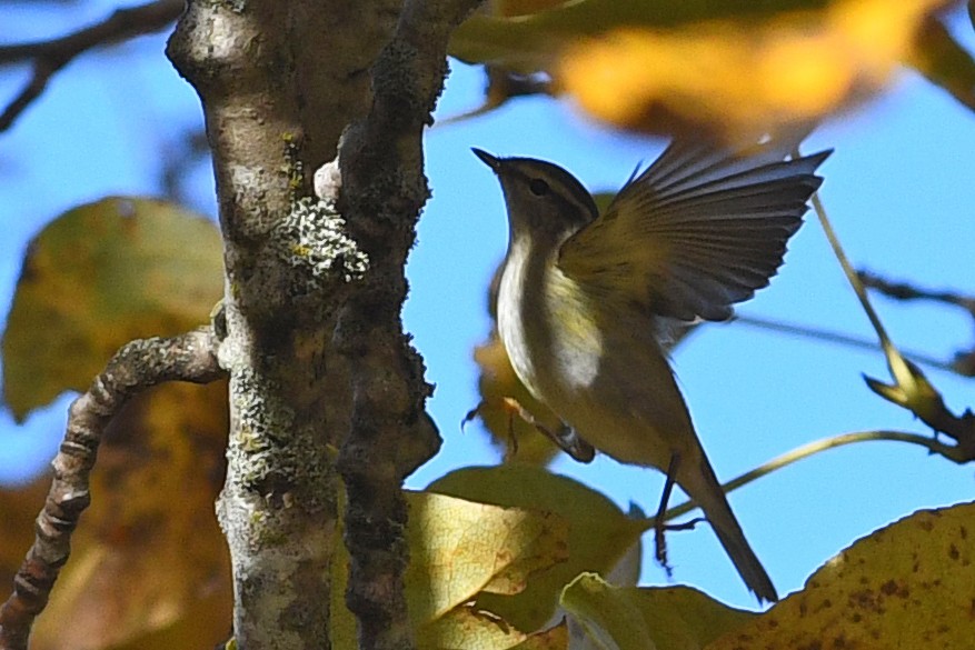 Yellow-browed Warbler - ML212480751