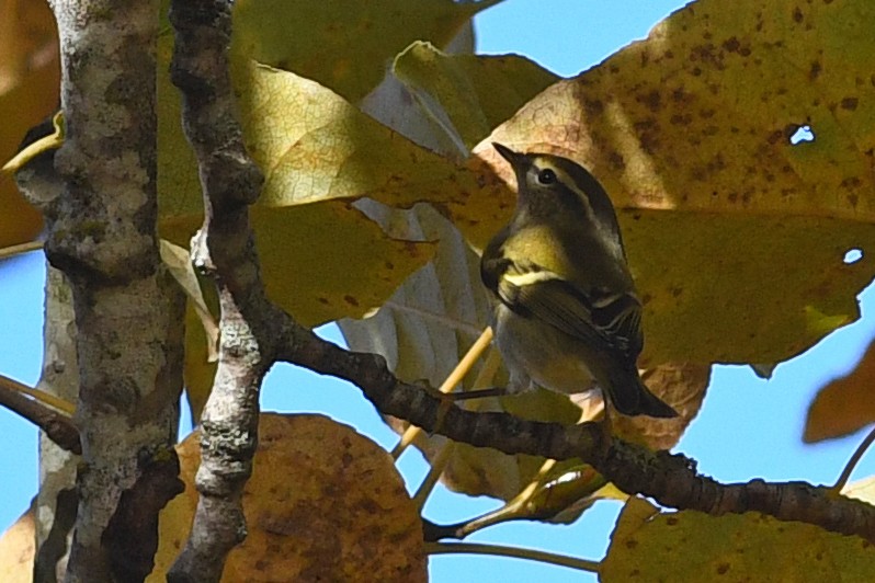 Yellow-browed Warbler - ML212480761