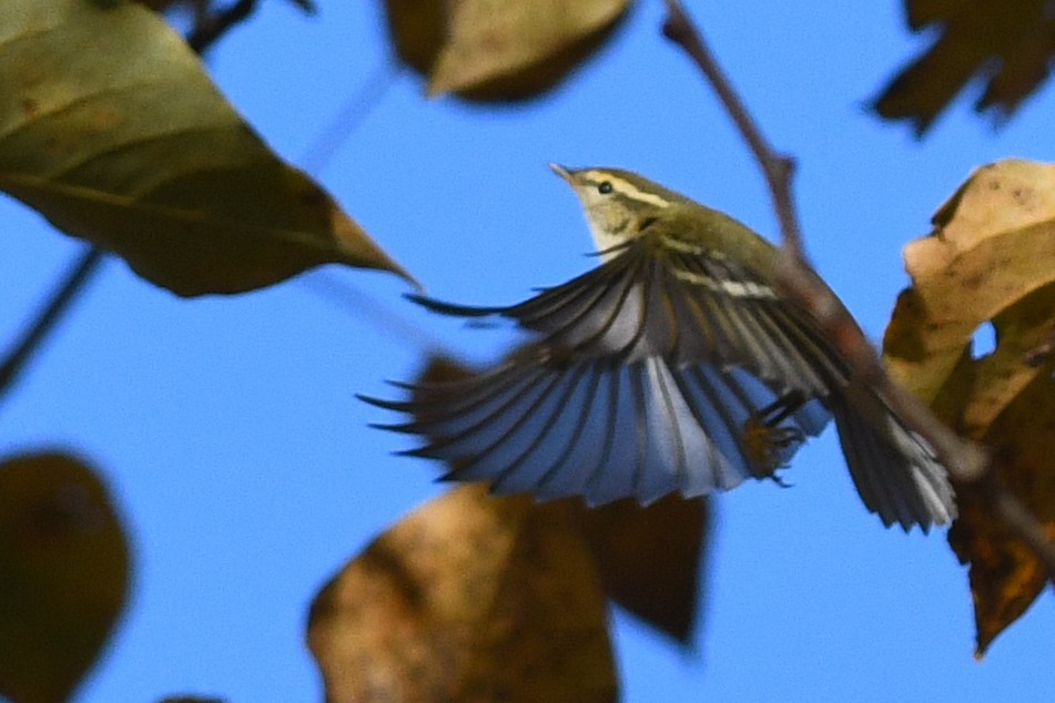 Yellow-browed Warbler - ML212480771