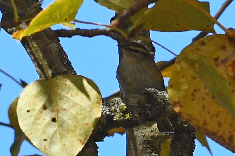 Yellow-browed Warbler - ML212480781