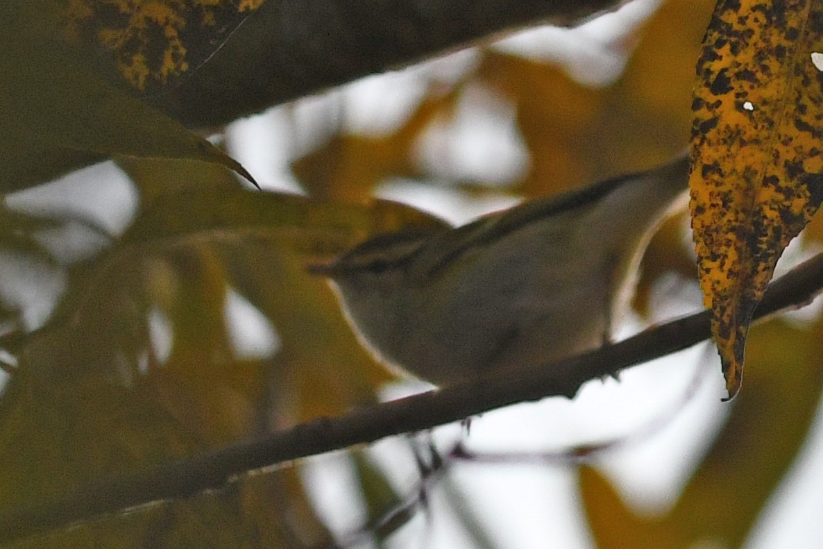 Yellow-browed Warbler - ML212480791