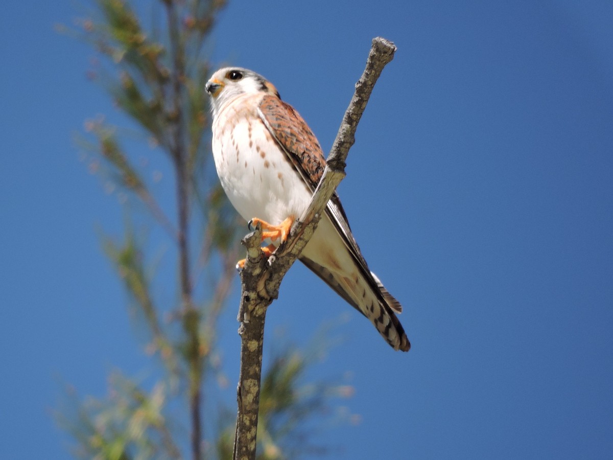 American Kestrel - ML212481071