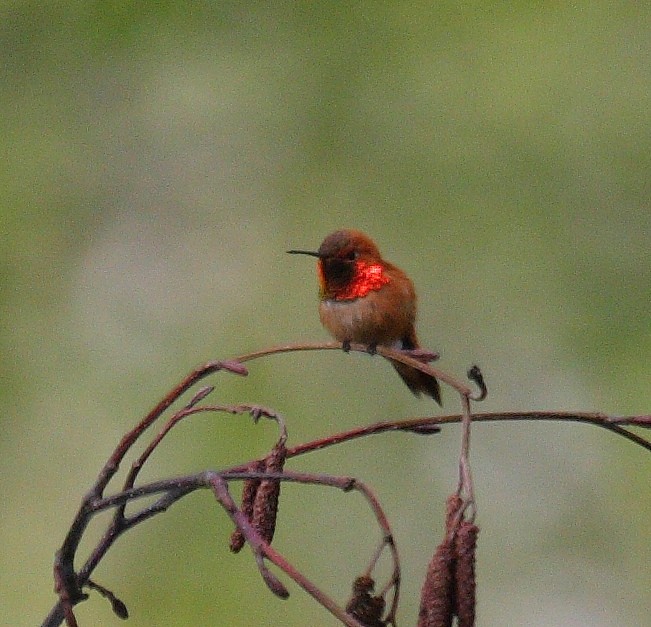 Rufous Hummingbird - ML21248591