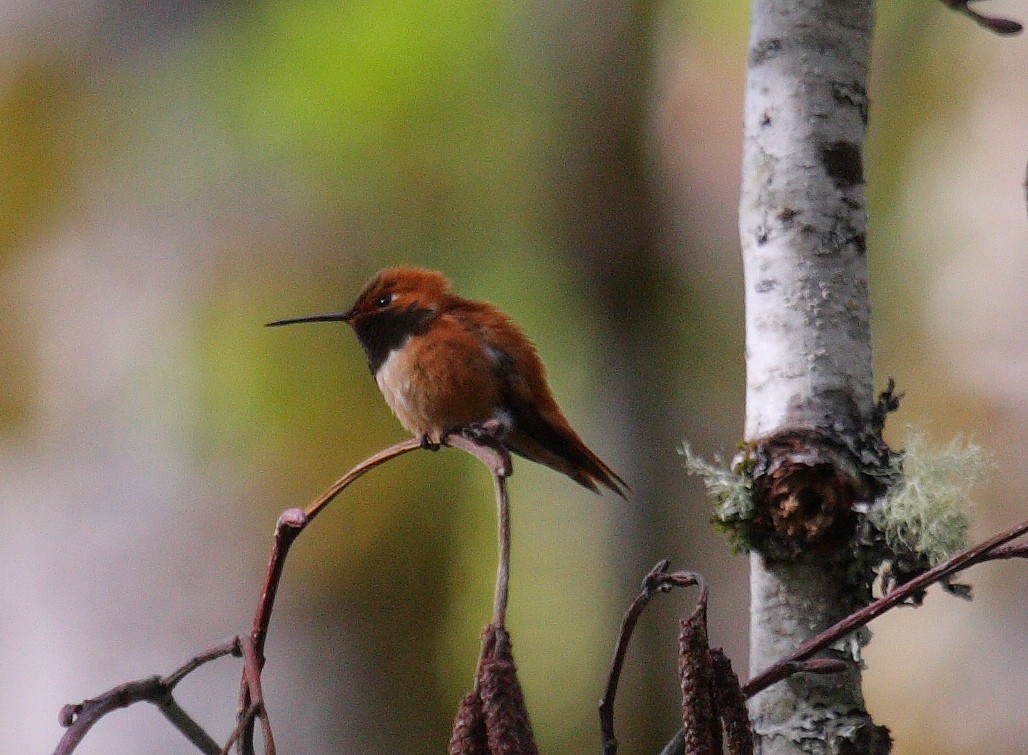 Rufous Hummingbird - ML21248601