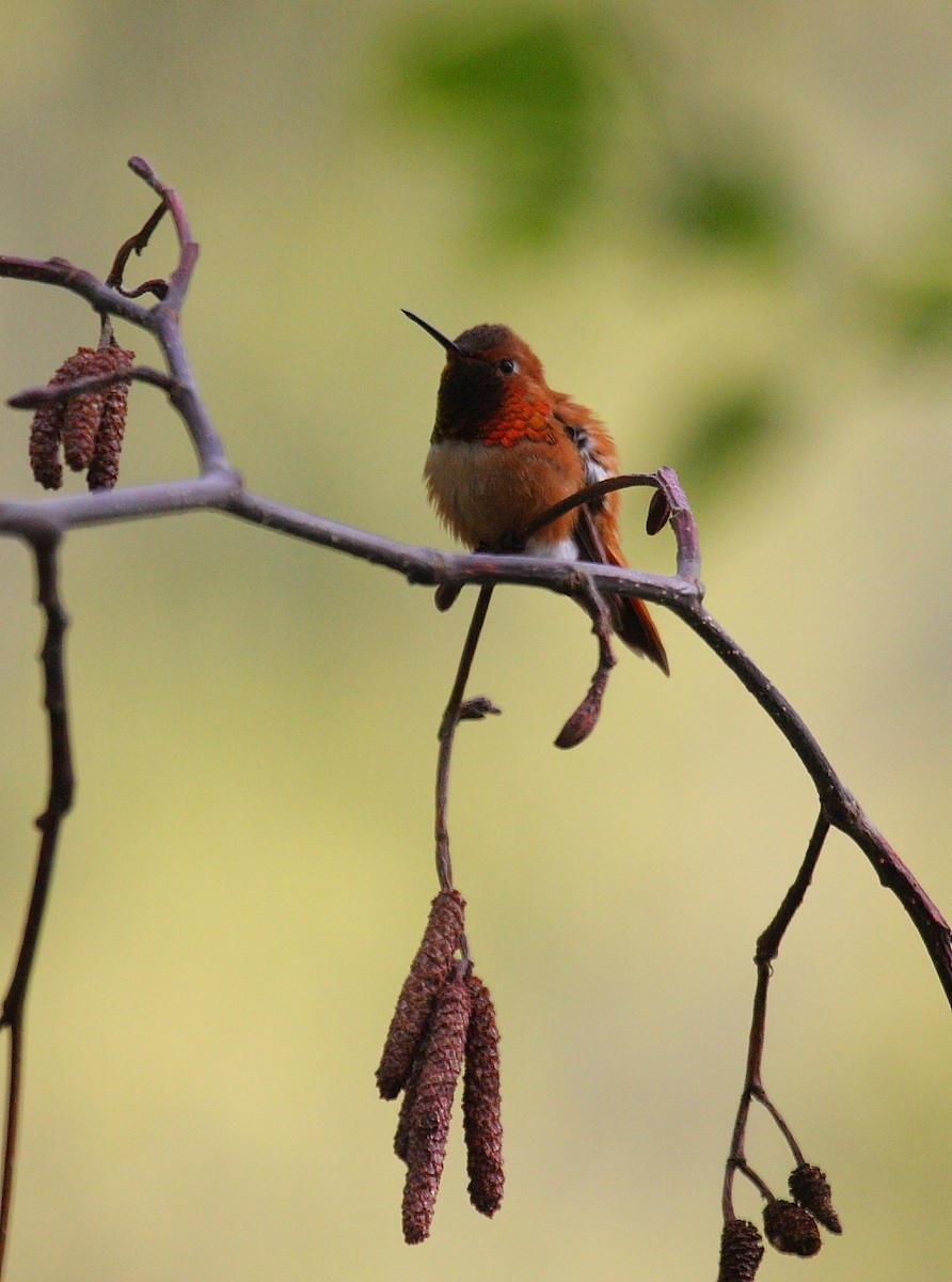 Rufous Hummingbird - ML21248611