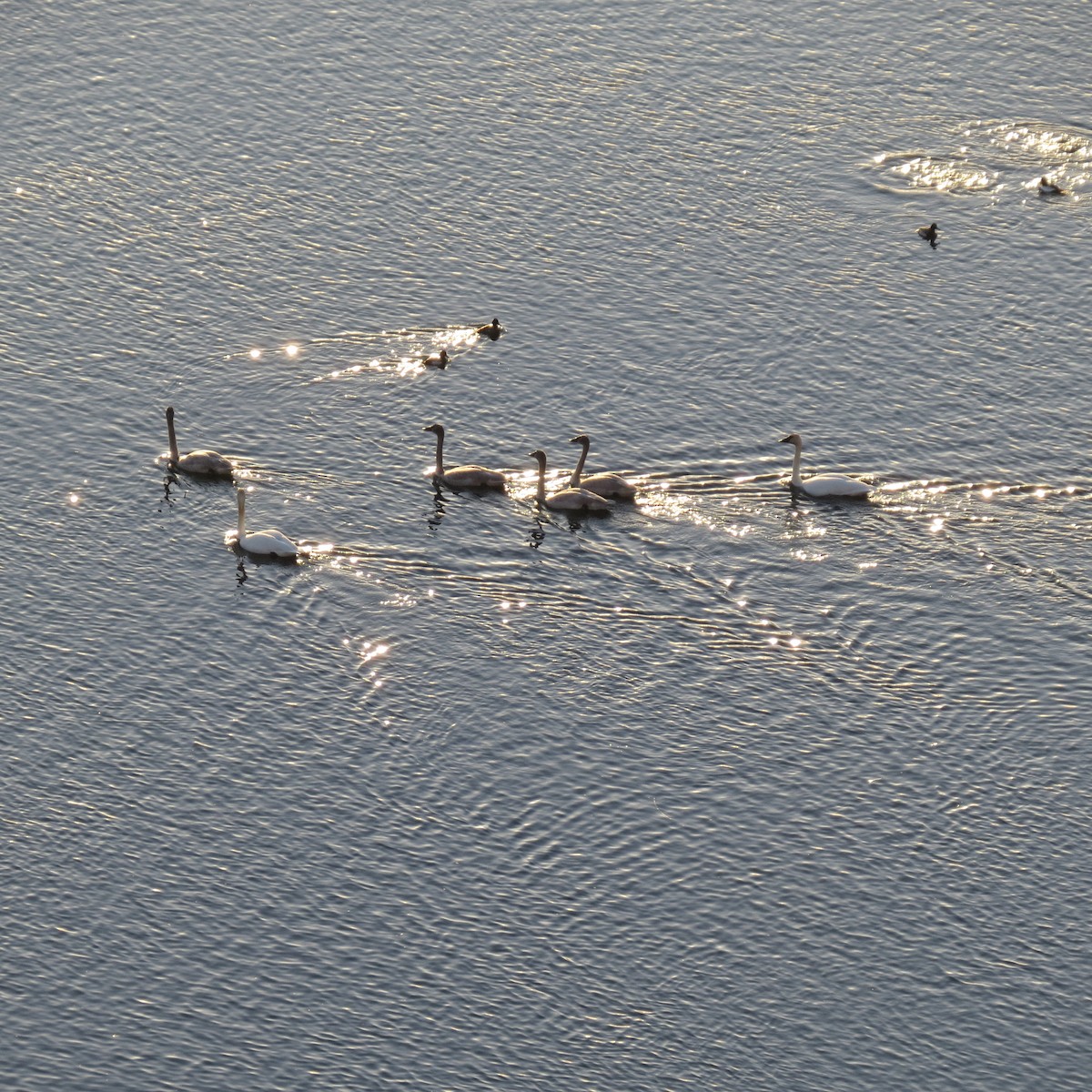 Trumpeter/Tundra Swan - ML212486291