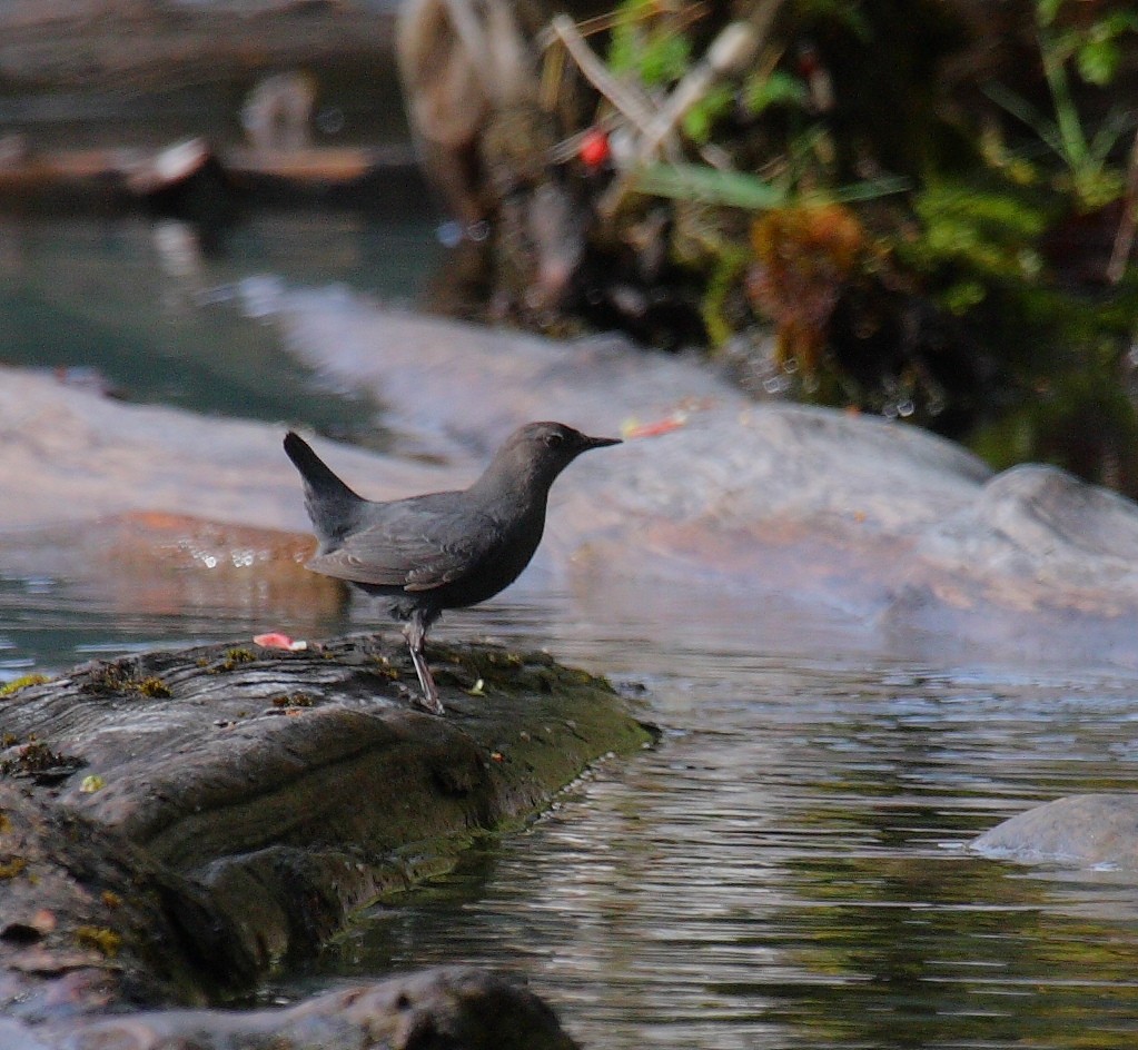 American Dipper - ML21248671