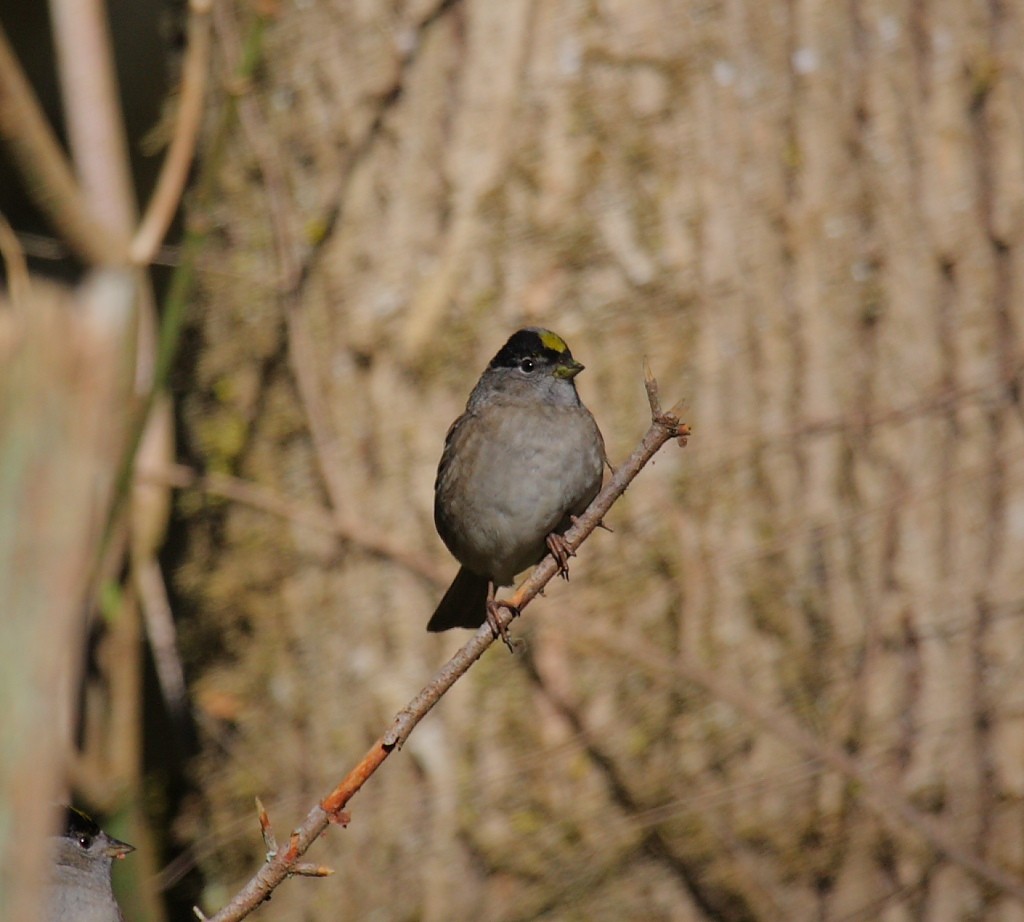 Golden-crowned Sparrow - ML21248721