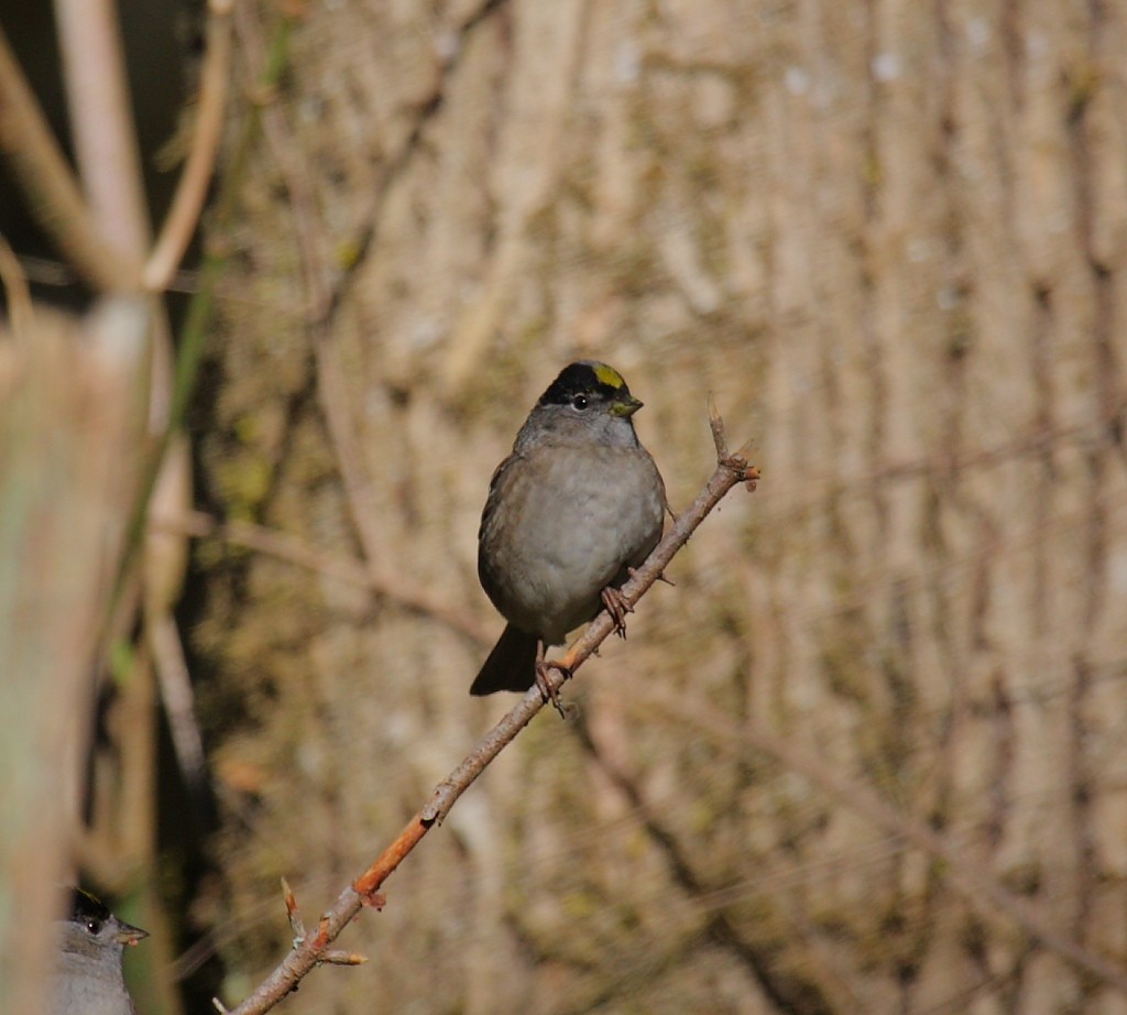 Bruant à couronne dorée - ML21248721