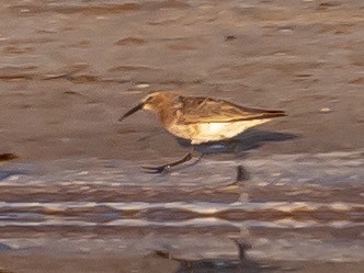 Curlew Sandpiper - ML212487961