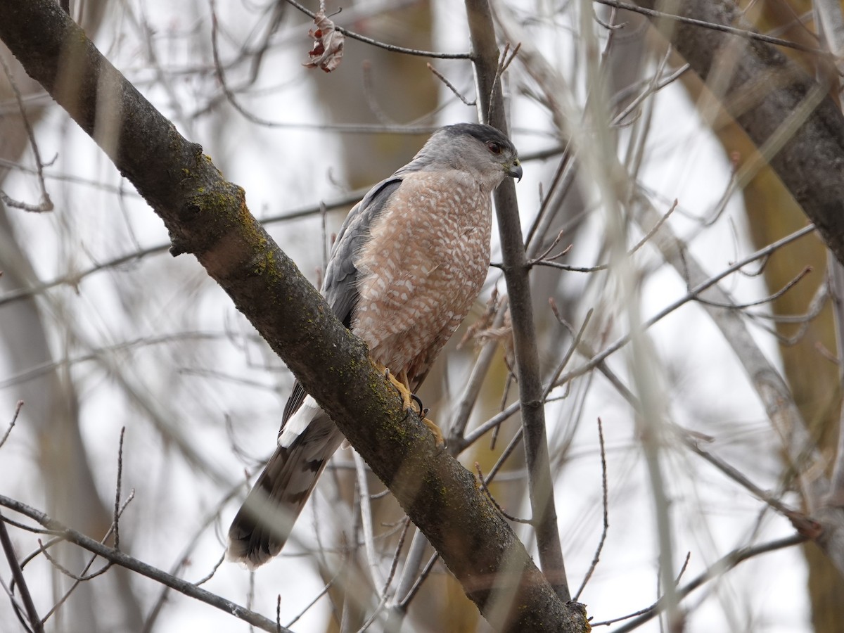 Cooper's Hawk - ML212489361