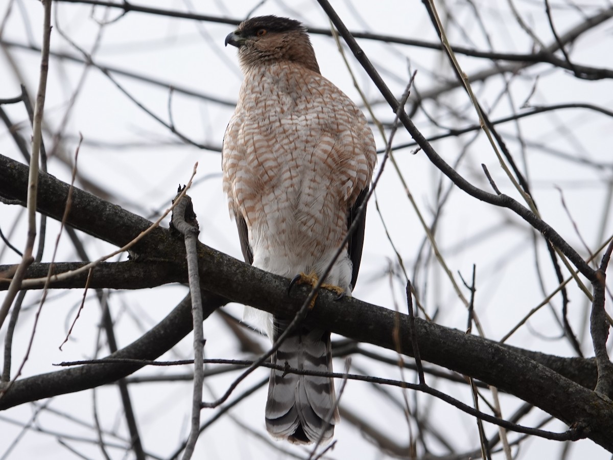 Cooper's Hawk - ML212489411