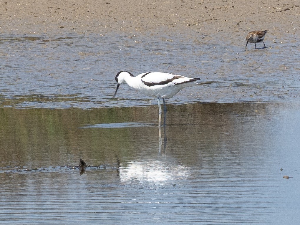 Pied Avocet - John Tebbet