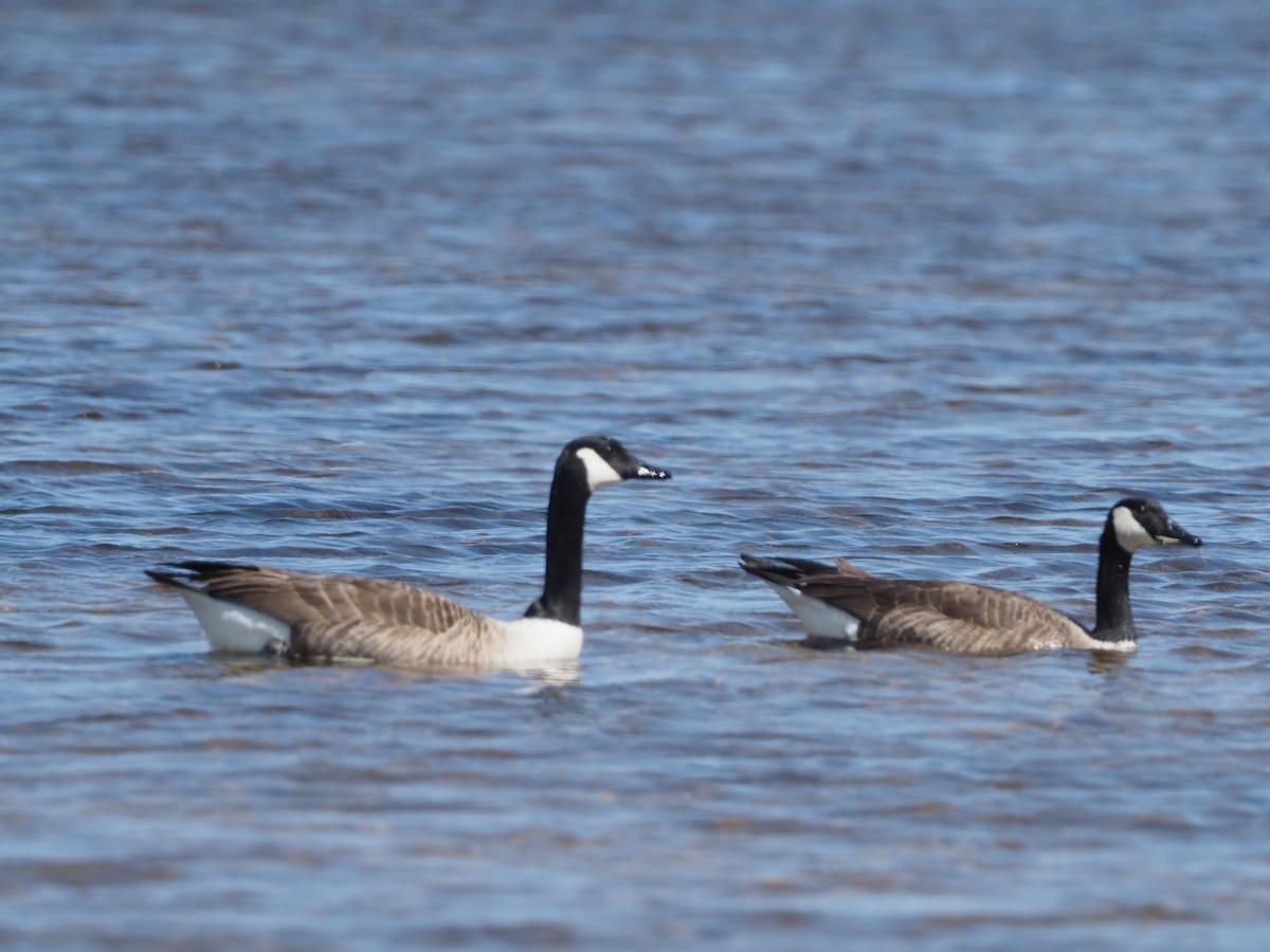 Canada Goose - Yve Morrell