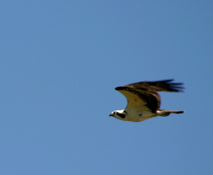 Osprey - ML21249111