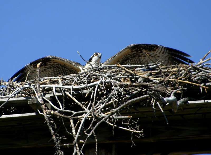 Osprey - ML21249121