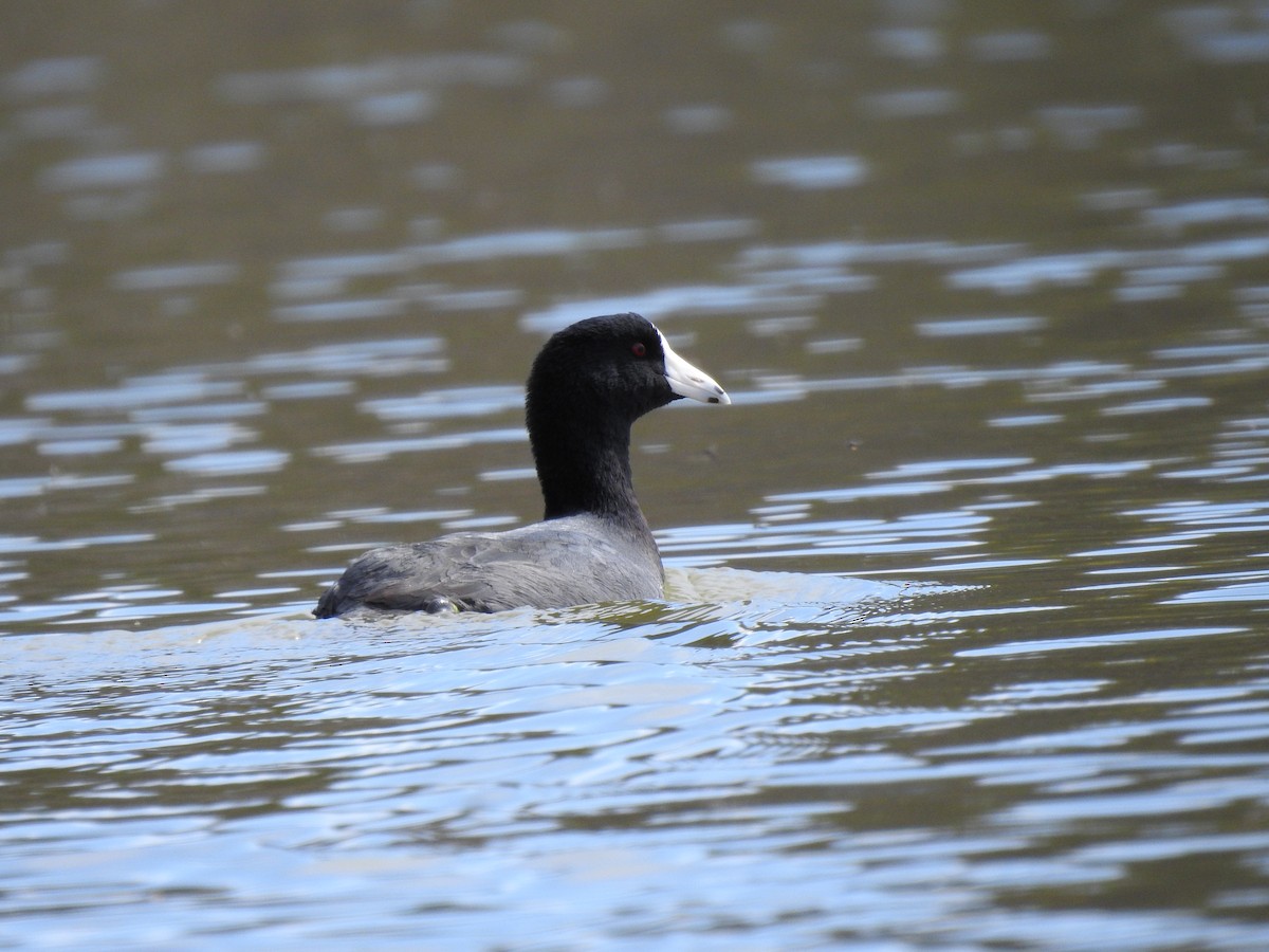 American Coot - ML212493661