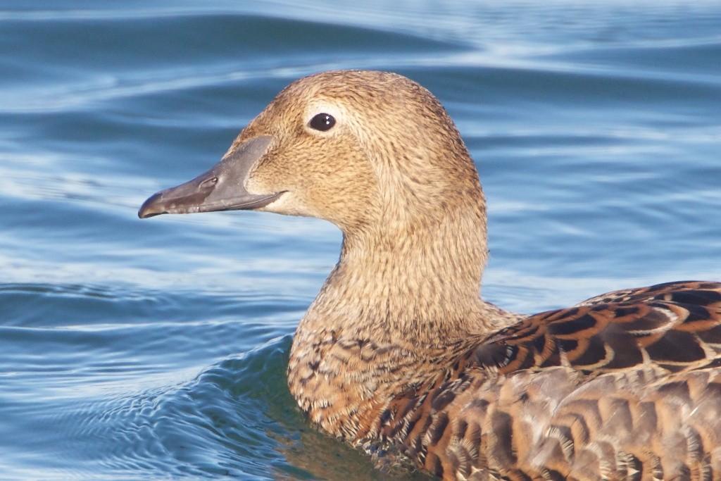 King Eider - ML21249441