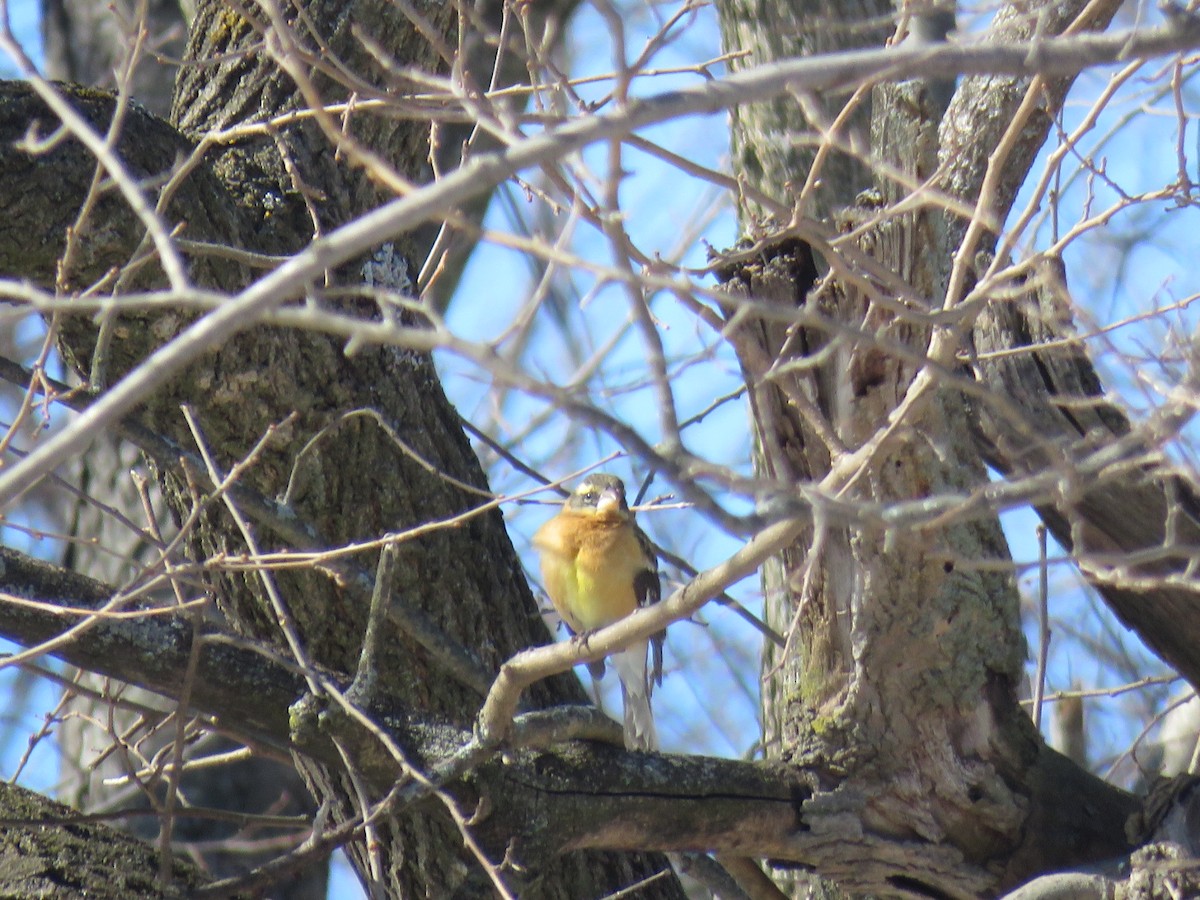 Black-headed Grosbeak - Kenneth Bishop