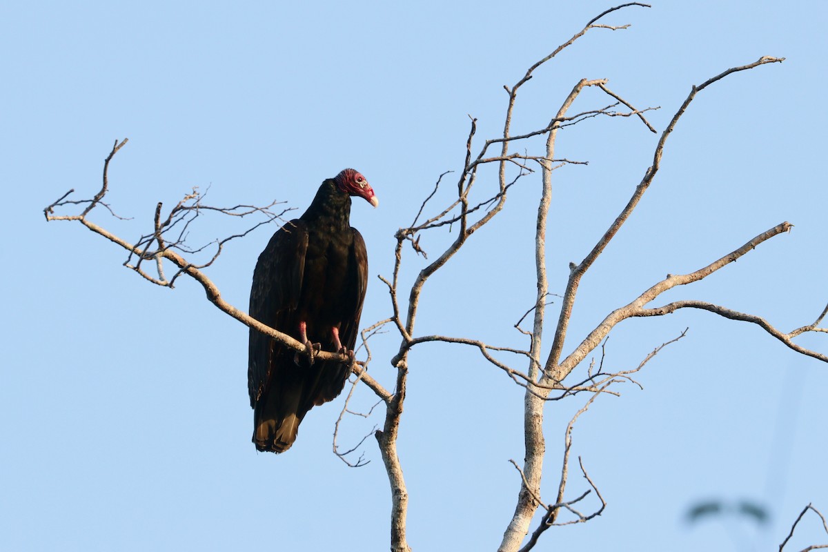 Turkey Vulture - ML212495621