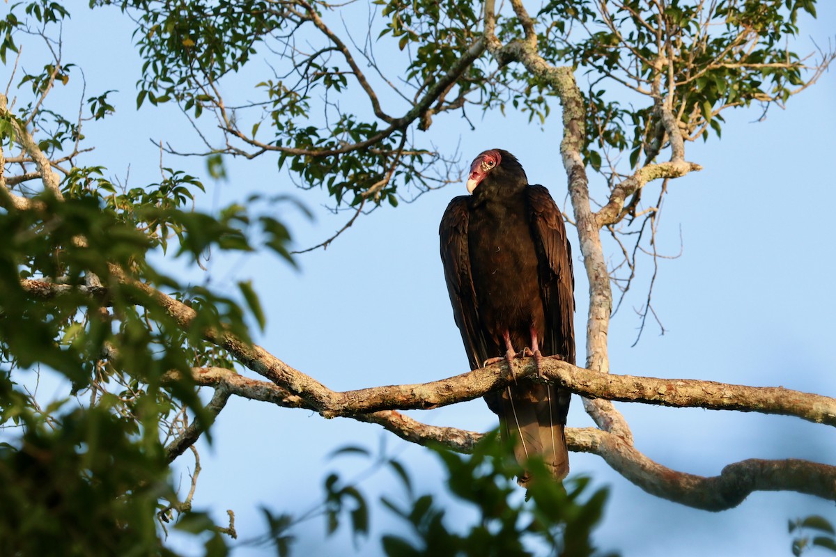 Turkey Vulture - ML212495651