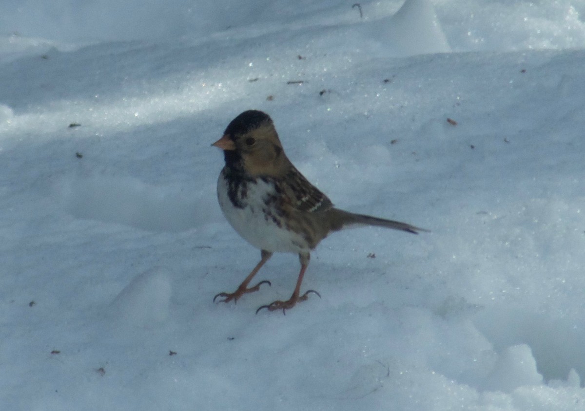 Harris's Sparrow - ML212495961