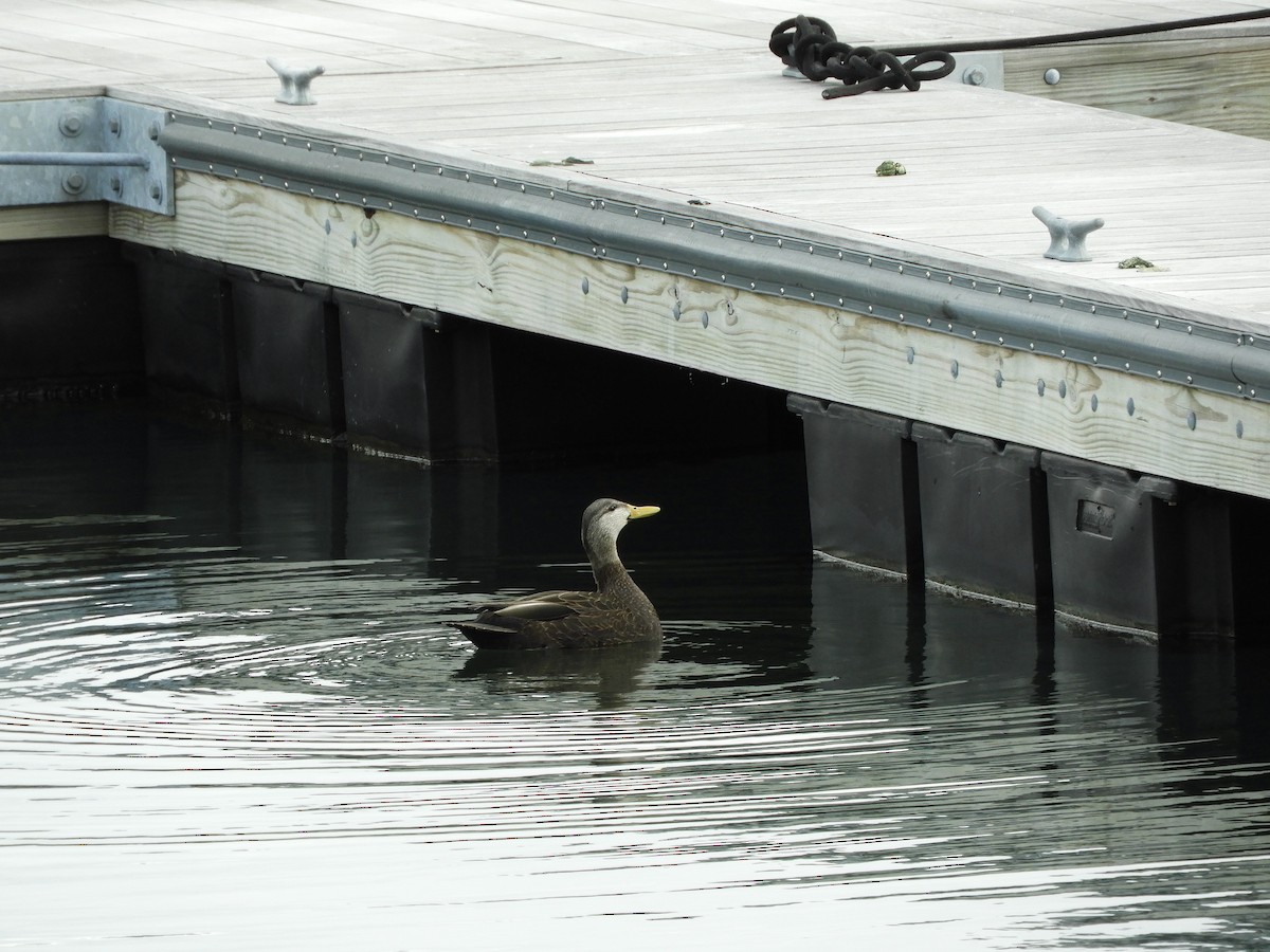 American Black Duck - ML212497151